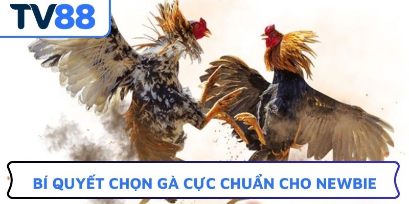 Bí quyết chọn gà cực chuẩn cho newbie