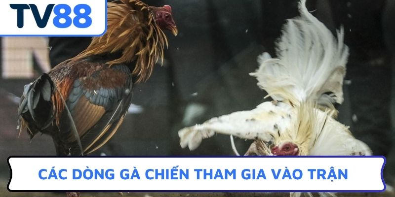 Các dòng gà chiến tham gia vào trận đá gà ăn 8