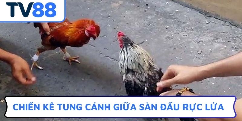 Chiến kê tung cánh giữa sàn đấu rực lửa