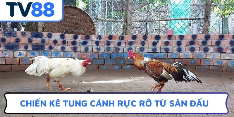 Chiến kê tung cánh rực rỡ từ sân đấu