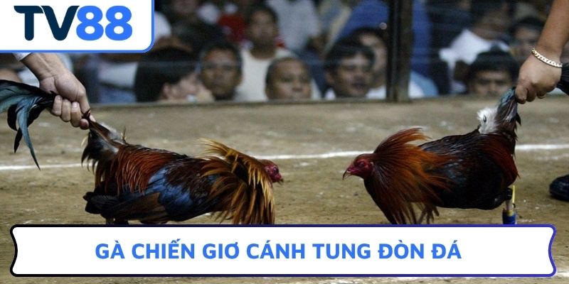 Gà chiến giơ cánh tung đòn đá