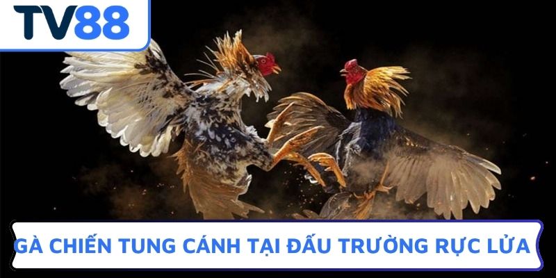 Gà chiến tung cánh tại đấu trường rực lửa