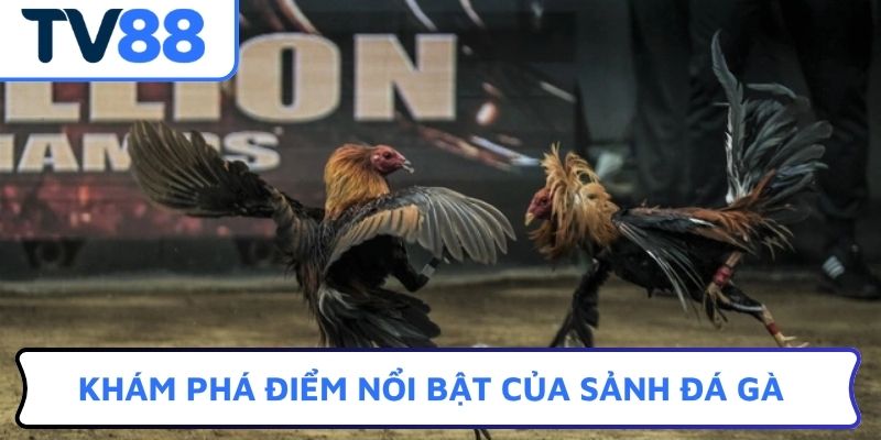 Khám phá điểm nổi bật của sảnh đá gà