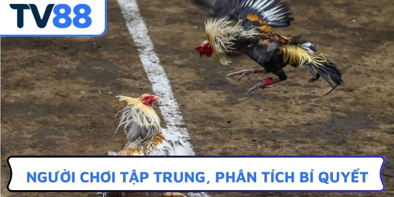Người chơi tập trung, phân tích bí quyết